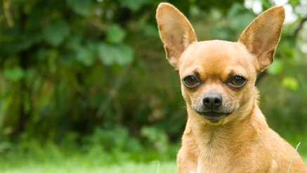 Tierkrankenversicherung: Chihuahua