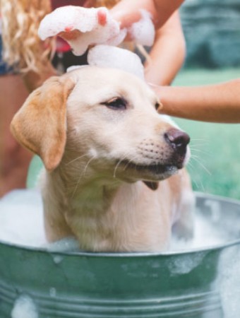 Tierkrankenversicherung: Hund wird in einem Eimer gewaschen.